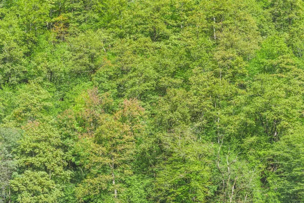 Foresta Montana Autunnale Nel Profondo Canyon — Foto Stock