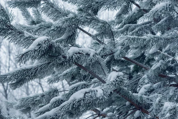 Pine tree branches under the snow. — Zdjęcie stockowe