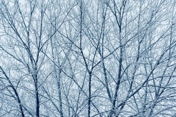 Frozen Tree Branches Snow Winter Day — Zdjęcie stockowe