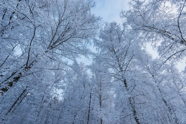 冬の森の雪の下の木の白樺の幹と枝 — ストック写真