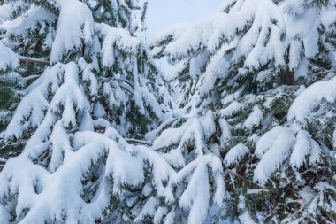 Karların altında çam ağacı dalları.