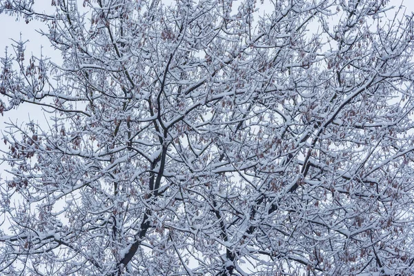 Las Ramas Los Árboles Congelados Bajo Nieve Día Invierno — Foto de Stock