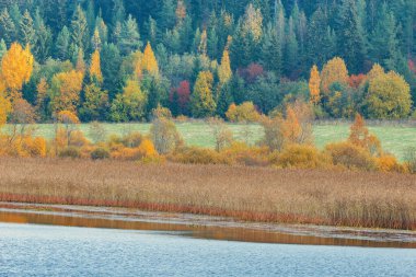 Göl kenarındaki sonbahar ormanı manzarası. Karelia Cumhuriyeti. Rusya.