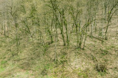 Mountain forest at spring time. Sochi. Russia.