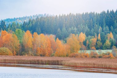 Göl kenarındaki sonbahar ormanı manzarası. Karelia Cumhuriyeti. Rusya.