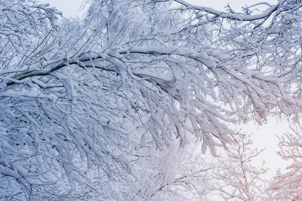 Tree Branches Snow Winter Forest Sunset — Stock Photo, Image