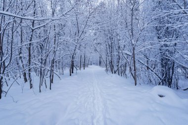 Huş ağacı grove adlı kış gündüz.