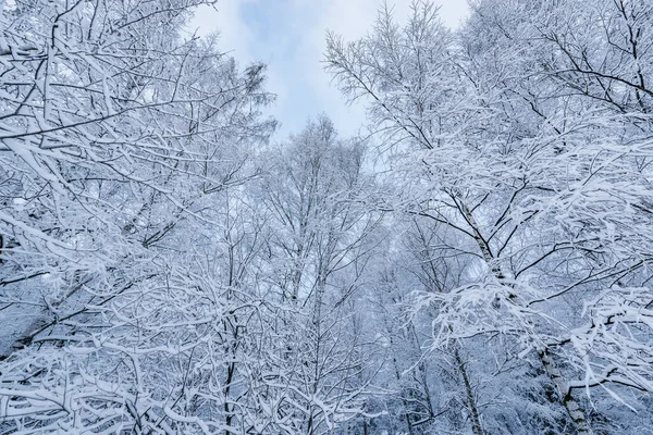 冬の森の雪の下の木の白樺の幹と枝 — ストック写真