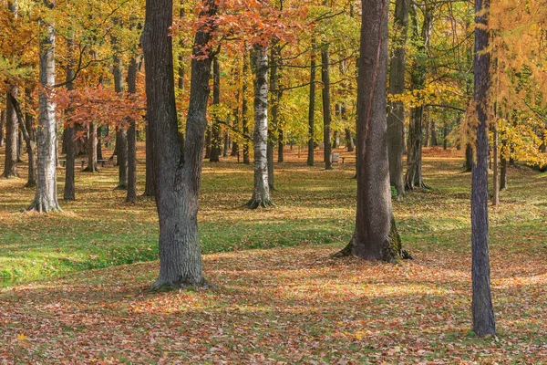 Pohled Městský Park Podzim Dopoledne Peterhof — Stock fotografie