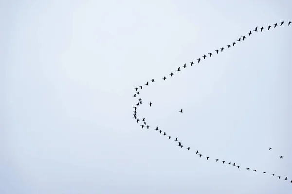 秋の空に鳥の群れ — ストック写真