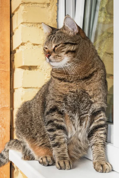Kedi Evde Pencerenin Kenarında Oturur — Stok fotoğraf