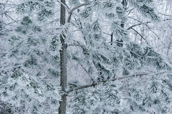 Zimní větve stromů v zimním lese. — Stock fotografie