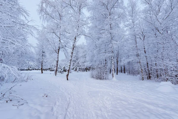 Paseo Bosque Día Invierno Rusia — Foto de Stock