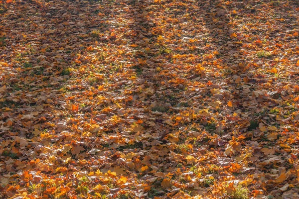 Barevné Listy Zemi Podzim Dopoledne — Stock fotografie
