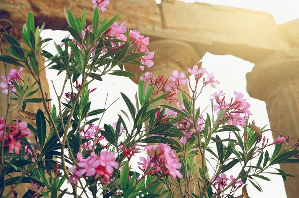 Fleurs Sur Fond Ruines Anciennes Agrigente Sicile Italie — Photo