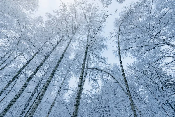 冬の森の雪の下で白樺の木の幹や枝 — ストック写真