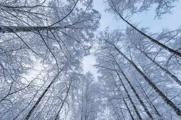 冬の森の雪の下で白樺の木の幹や枝 — ストック写真