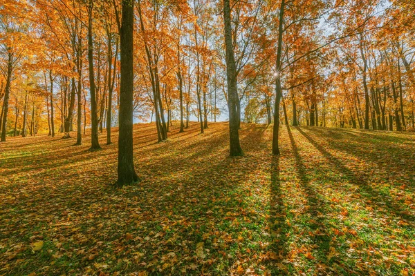 Blick Auf Den Stadtpark Herbstmorgen — Stockfoto