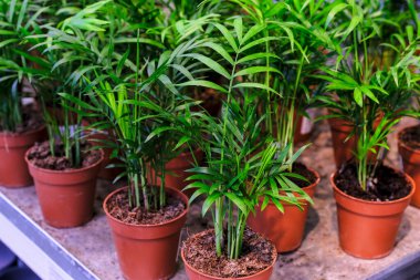 Chamaedorea eleChamaedorea elegans bir saksıya yakın plan eker. Mağazada indirim var. Seçici odak noktaları ya da neanthe bella palmiye yeşili yaprakları