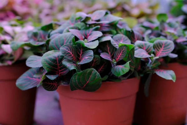 Färgglada Fittonia blanda växt i en kruka närbild. Försäljning i butiken. Selektiv inriktning. — Stockfoto