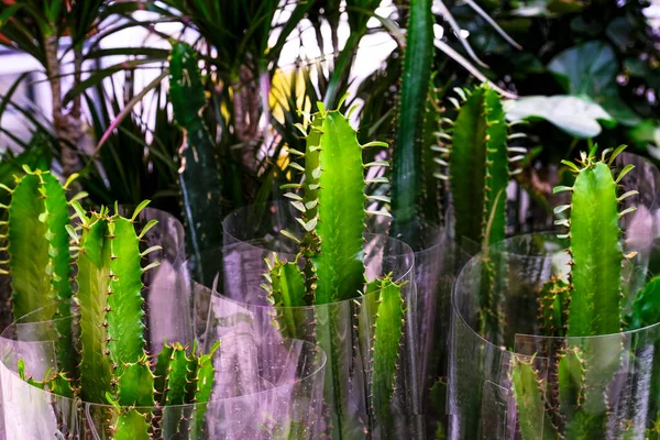 Euphorbia trigona néven is ismert afrikai tejfa, katedrális kaktusz, abesszin eufória, és a magas kápolna eladó a boltban. — Stock Fotó