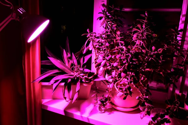 Indoor plant groeien en roze LED-verlichting van fyto planten op een indoor vensterbank. LED groeit licht Rechtenvrije Stockafbeeldingen