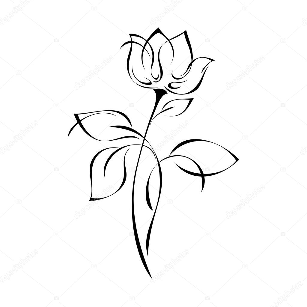 flower Bud on stem with leaves in black lines on white background