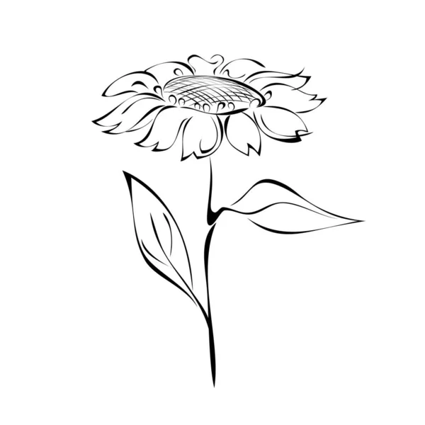 茎上的向日葵 叶为黑色 背景为白色 免版税图库矢量图片