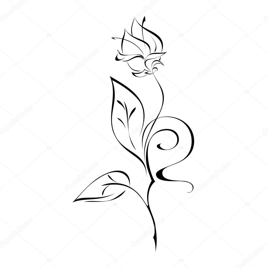 one flower Bud on stem with leaves and curls in black lines on white background