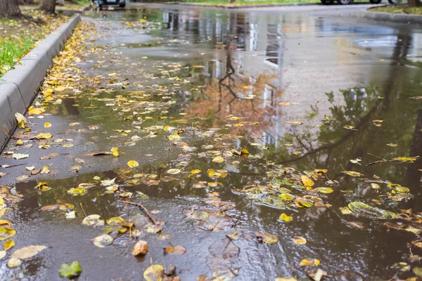 Gele Rode Bladeren Liggen Weg Maple Bladeren Het Asfalt Herfstblad — Stockfoto