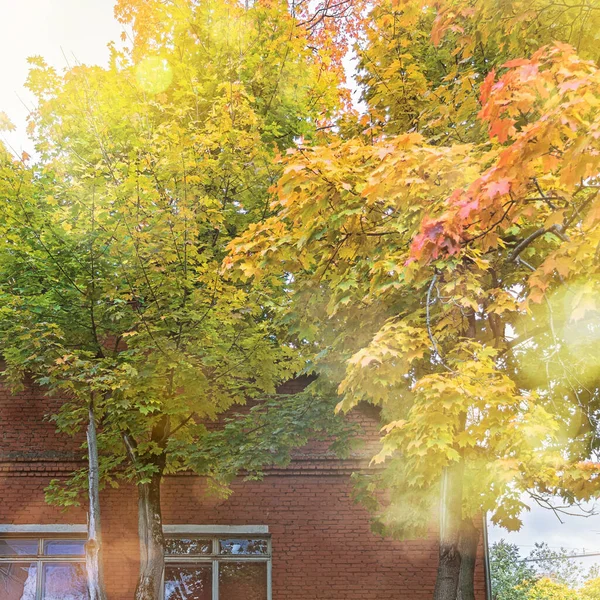 Gyönyörű Színes Zöld Narancssárga Sárga Barna Levelek Fán Ősz Elején — Stock Fotó