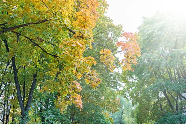 森の葉が赤 オレンジ 黄色に変わるように美しい秋の色が始まります 公園で変化する活気に満ちた自然の季節 — ストック写真