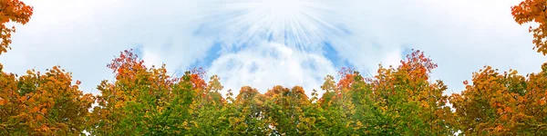Die Schönen Herbstblätter Hintergrund Schöne Herbstliche Fahne Mit Fallenden Blättern — Stockfoto