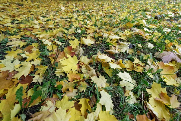 Panorâmica Bela Natureza Outono Fundo Com Tapete Laranja Amarelo Folhas — Fotografia de Stock