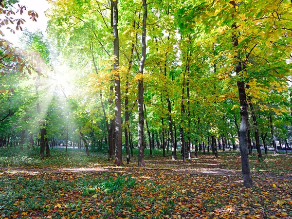 秋の初めに木の上に美しいカラフルな緑 オレンジ 茶色の葉がゆっくりと新鮮な夏の緑から美しい秋の金 オレンジに変わります — ストック写真