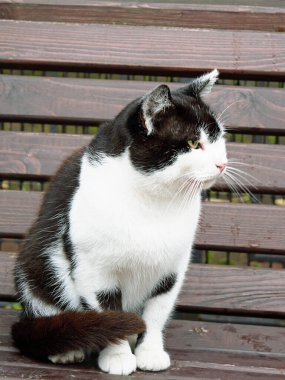 Ciddi kedi ahşap bir bankta oturur. Siyah, bembeyaz benekli iyi beslenmiş bir kedi sakince uzaklara bakar ve hayatın tadını çıkarır..