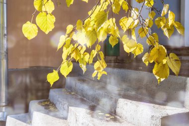Giriş merdivenleri ve merdivenlerin üstündeki sonbahar sarı yaprakları. Renkli resim.