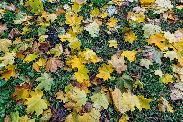 Ein Teppich Aus Gelben Und Orangen Ahornblättern Einem Herbstlichen Park — Stockfoto