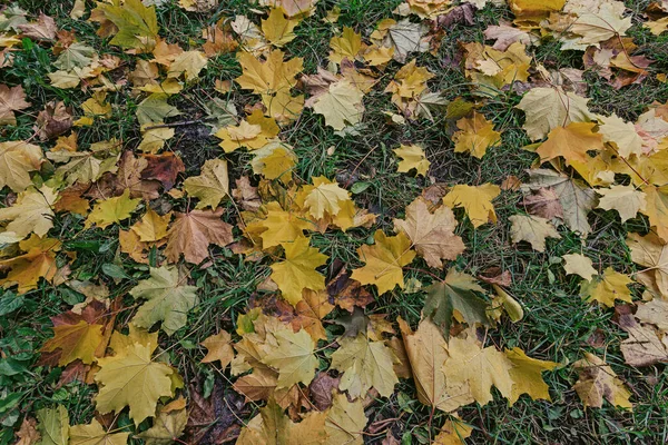 Dywan Żółtego Pomarańczowego Klonu Listowie Autumn Parku Piękne Jesienne Tło — Zdjęcie stockowe