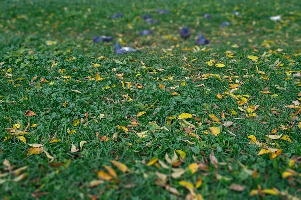 Folhas Amarelas Grama Verde Fundo Borrado Pombos Descansando Grama Foco — Fotografia de Stock