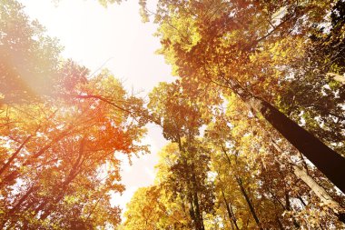 Sonbahar yaprakları arka plan. Sarı akçaağaç yaprağı güneş ışığı, güneşli bokeh, fotokopi uzayı ile bulanık dokunun üzerine. Sonbahar mevsimi kavramı. Altın sonbahar kartı