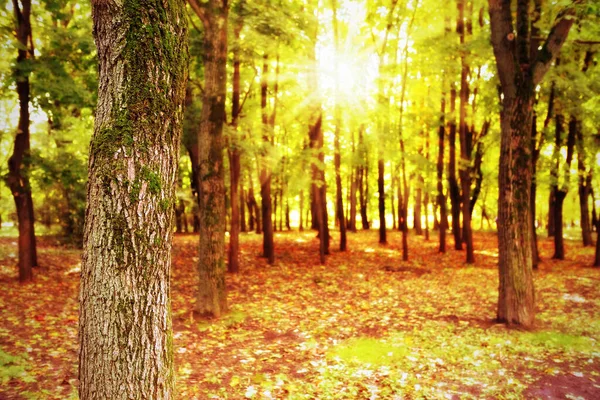 秋の森の自然景観 木の上に美しいカラフルな緑 オレンジ 黄色と茶色の葉 — ストック写真