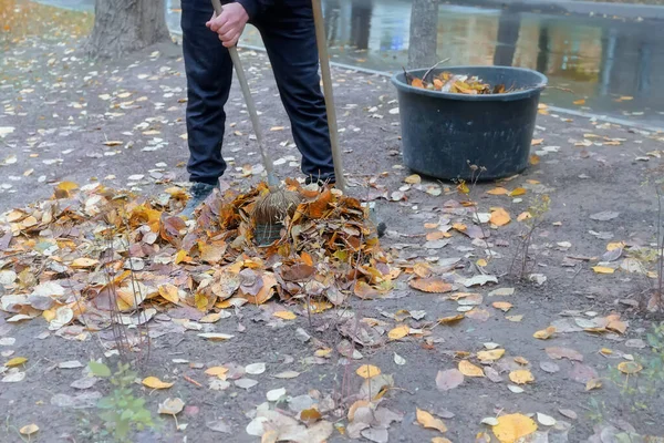 Man Maakt Herfstbladeren Schoon Herfstlandschap — Stockfoto