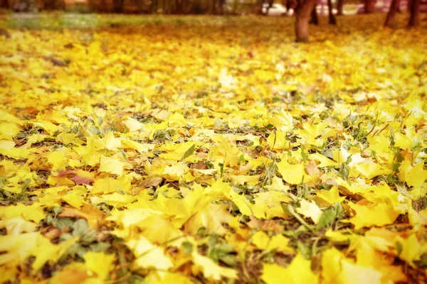 Desfocado Outono Temporada Bokeh Fundo Natureza Cor Vibrante Vívida — Fotografia de Stock