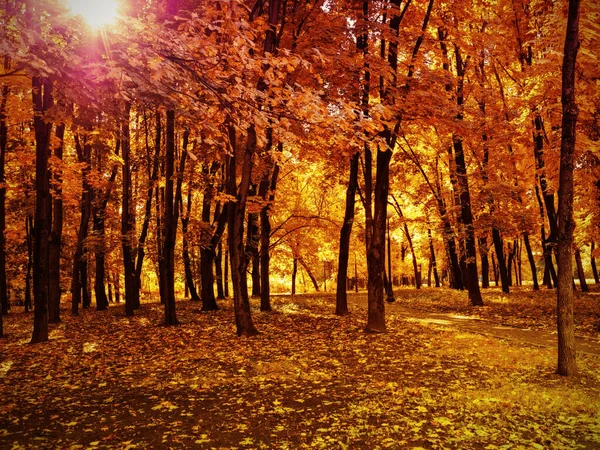 Ein Mit Fallendem Herbstlaub Bedeckter Pfad Einem Stadtpark Die Sonnenstrahlen — Stockfoto