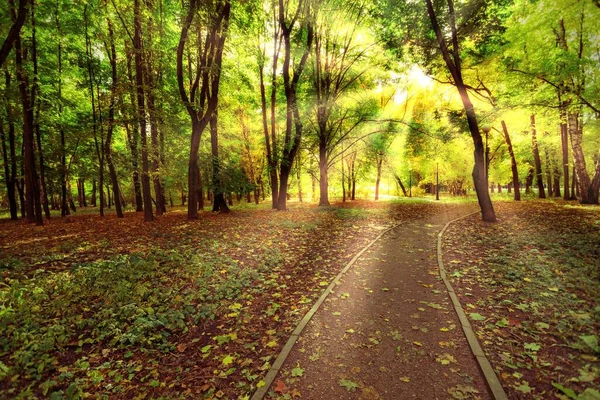 公園内には秋の紅葉に覆われた道があります 太陽の光線は葉を通って彼らの方法を作る 秋の自然風景 — ストック写真