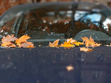 Düşmüş sarı akçaağaç yaprakları arabanın ön camında ve kaputta güneşli havada, ön manzara, yumuşak odaklanma. Sonbahar yaprakları, ulaşım, mevsim konsepti