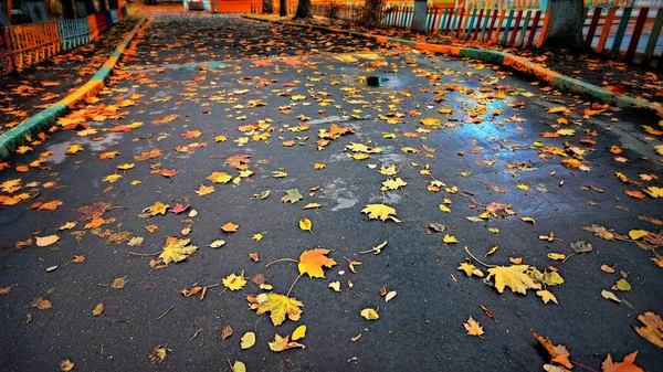 Sarı Akçaağaç Yapraklarının Sonbahar Arkaplanı Asfaltta Yatıyor Düşen Yapraklar Yağmurda — Stok fotoğraf