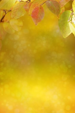 Sonbahar sezonu bokeh arka planı. Canlı ve canlı renk doğası.