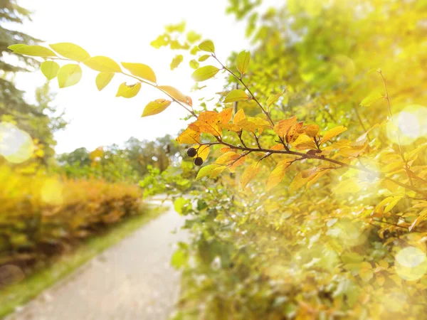 秋の季節のボケの背景 鮮やかで鮮やかな色の性質 — ストック写真
